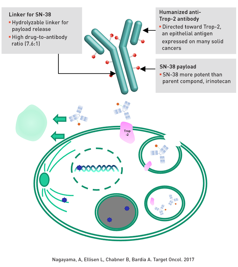 Sacituzumab Govitecan-hziy Effective for Heavily Pretreated... - Mass ...