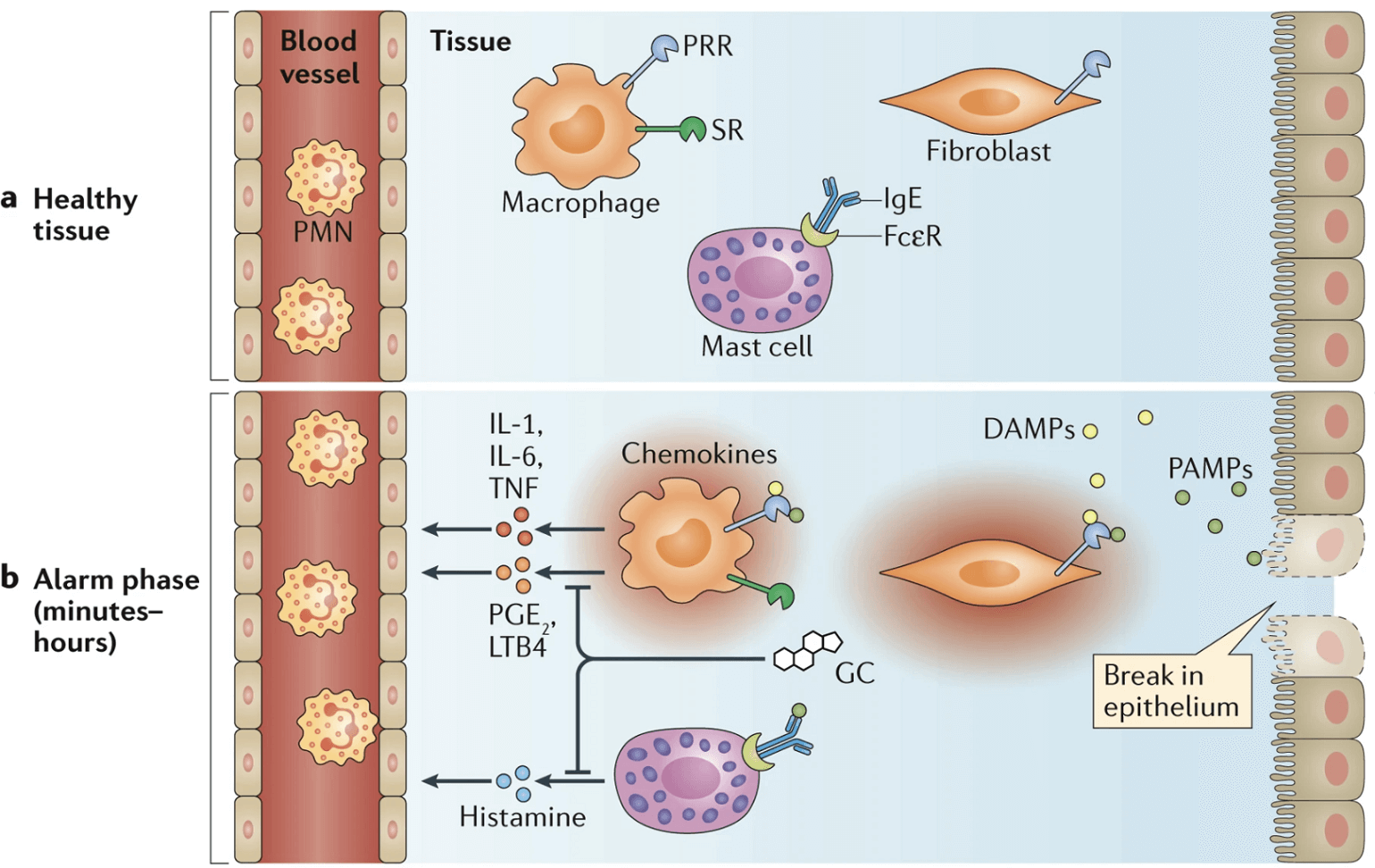 Figure 3. Glucocorticoids decrease expression of pro-inflammatory cytokines. From (Cain and Cidlowski 2017)