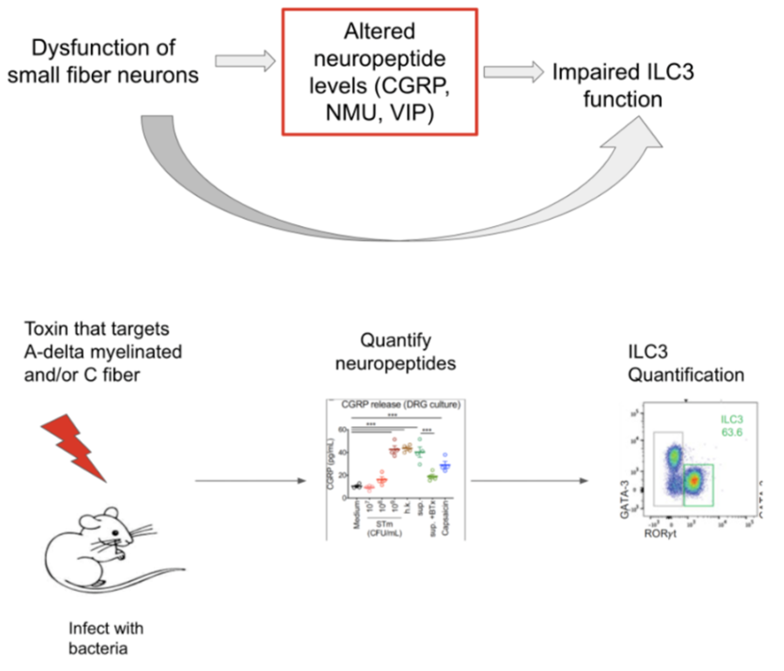 Pathways Small Fiber Neuropathy And Recurrent Gi Infections Mass